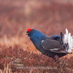 Birkhahn (Lyrurus tetrix) am Balzplatz