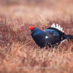 Birkhahn (Lyrurus tetrix) am Balzplatz