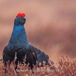 Birkhahn (Lyrurus tetrix) am Balzplatz