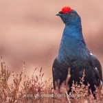 Birkhahn (Lyrurus tetrix) am Balzplatz