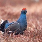 Birkhahn (Lyrurus tetrix) am Balzplatz