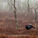 Birkhahn (Lyrurus tetrix) am Balzplatz