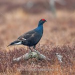 Birkhahn (Lyrurus tetrix) am Balzplatz