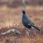 Birkhahn (Lyrurus tetrix) am Balzplatz