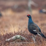 Birkhahn (Lyrurus tetrix) am Balzplatz
