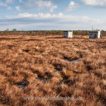 Am Balzplatz der Birkhähne, Schweden