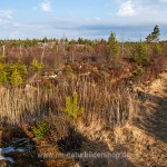 Lebensraum von  Birkhähnen, Schweden