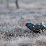 Birkhahn (Lyrurus tetrix) am Balzplatz