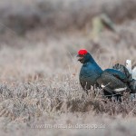 Birkhahn (Lyrurus tetrix) am Balzplatz