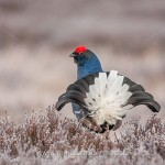 Birkhahn (Lyrurus tetrix) am Balzplatz