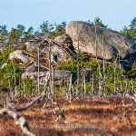 Moorlandschaft, Lebensraum von  Birkhähnen, Schweden