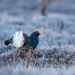 Birkhahn (Lyrurus tetrix) am Balzplatz