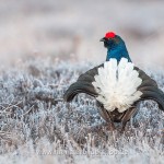 Birkhahn (Lyrurus tetrix) am Balzplatz