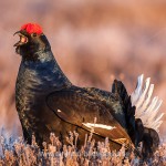 Birkhahn (Lyrurus tetrix) am Balzplatz