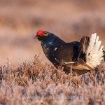Birkhahn (Lyrurus tetrix) am Balzplatz