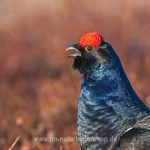 Birkhahn (Lyrurus tetrix) am Balzplatz