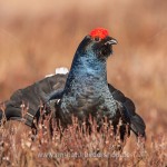Birkhahn (Lyrurus tetrix) am Balzplatz
