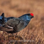 Birkhahn (Lyrurus tetrix) am Balzplatz