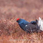 Birkhahn (Lyrurus tetrix) am Balzplatz