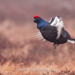 Birkhahn (Lyrurus tetrix) am Balzplatz