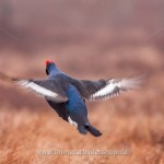 Birkhahn (Lyrurus tetrix) am Balzplatz