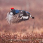 Birkhahn (Lyrurus tetrix) am Balzplatz