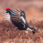 Birkhahn (Lyrurus tetrix) am Balzplatz