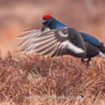 Birkhahn (Lyrurus tetrix) am Balzplatz