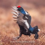 Birkhahn (Lyrurus tetrix) am Balzplatz