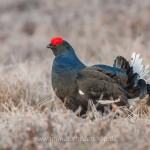 Birkhahn (Lyrurus tetrix) am Balzplatz