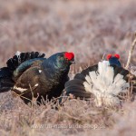 Birkhähne (Lyrurus tetrix) am Balzplatz