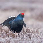 Birkhahn (Lyrurus tetrix) am Balzplatz
