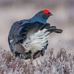 Birkhahn (Lyrurus tetrix) am Balzplatz