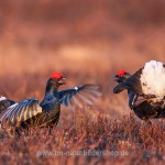 Birkhähne (Lyrurus tetrix) streiten am Balzplatz