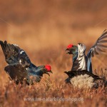 Birkhähne (Lyrurus tetrix) streiten am Balzplatz