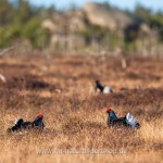 Birkhähne (Lyrurus tetrix) am Balzplatz