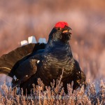 Birkhahn (Lyrurus tetrix) am Balzplatz