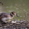 Haubentaucher (Podiceps cristatus)