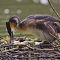 Haubentaucher (Podiceps cristatus)