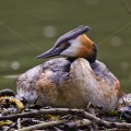 Haubentaucher (Podiceps cristatus)