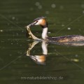 Haubentaucher (Podiceps cristatus)