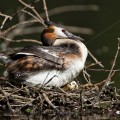 Haubentaucher (Podiceps cristatus)