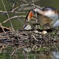 Haubentaucher (Podiceps cristatus)