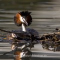 Haubentaucher (Podiceps cristatus)