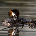 Haubentaucher (Podiceps cristatus)