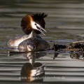 Haubentaucher (Podiceps cristatus)