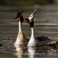 Haubentaucher (Podiceps cristatus)