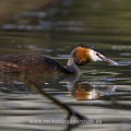Haubentaucher (Podiceps cristatus)