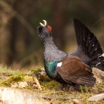 Auerhuhn (Tetrao urogallus), Hahn bei der Bodenbalz