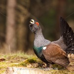 Auerhuhn (Tetrao urogallus), Hahn bei der Bodenbalz